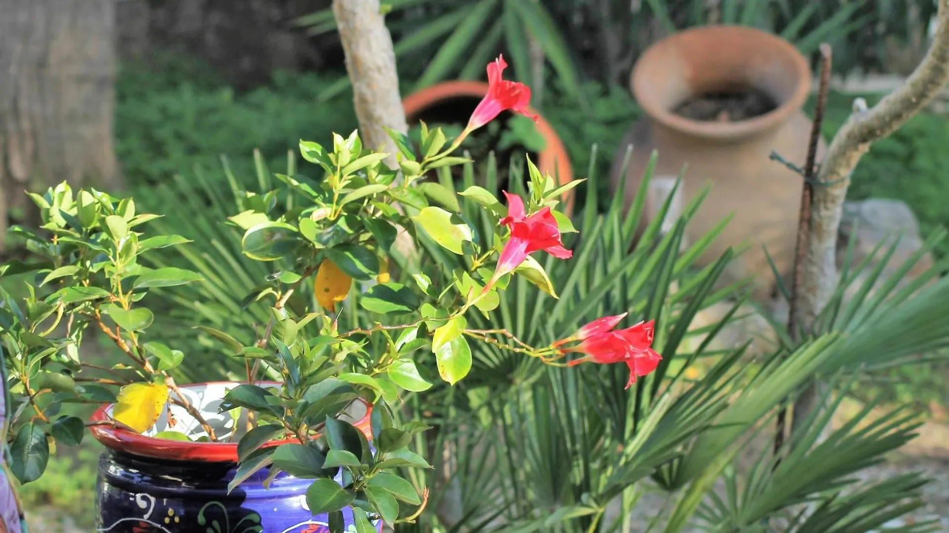 Alquiler Casa Canigo, Santa Margarita, Roses - Es-366-4 0*,